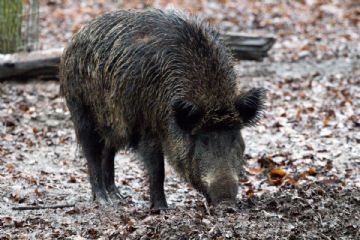 Fauna e viabilit&#224; in Valsusa