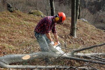 Taglio legna nel bosco
