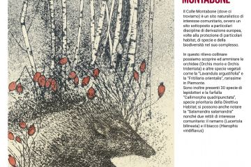 Betulle e cinghiale